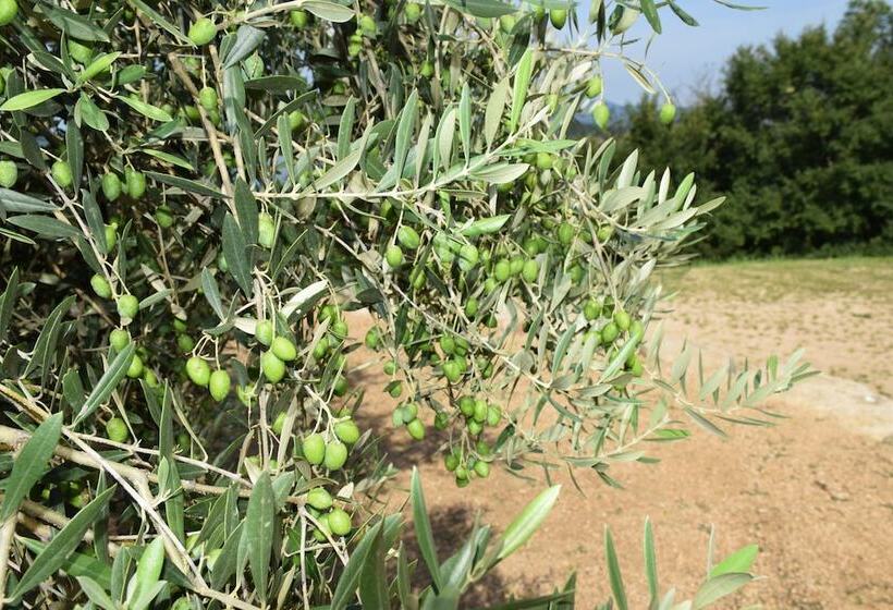 بنسيون Taiyou No Ouchi