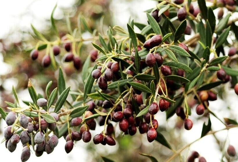 ホテル Angela S House