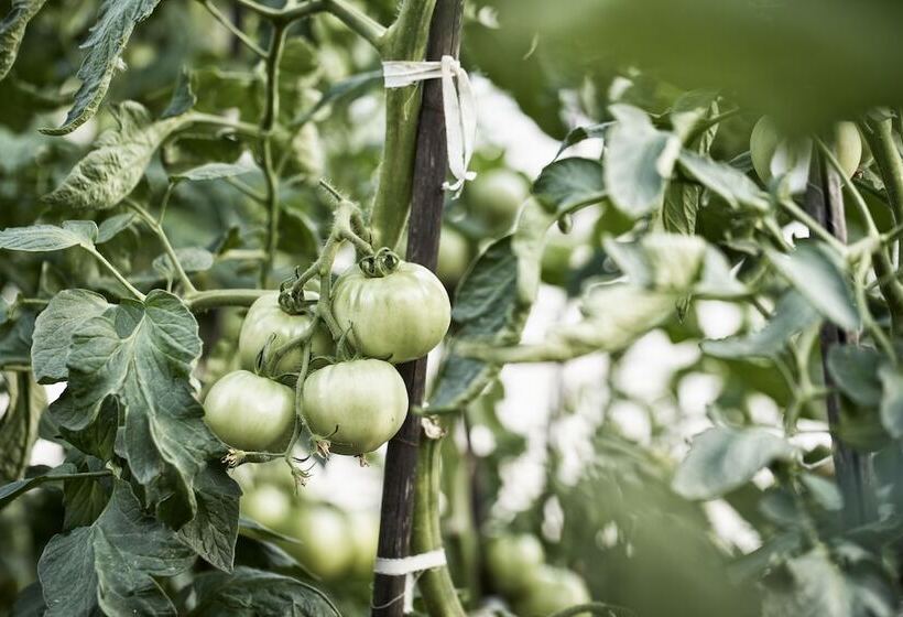 בית מלון כפרי Antigoni Seaside Resort