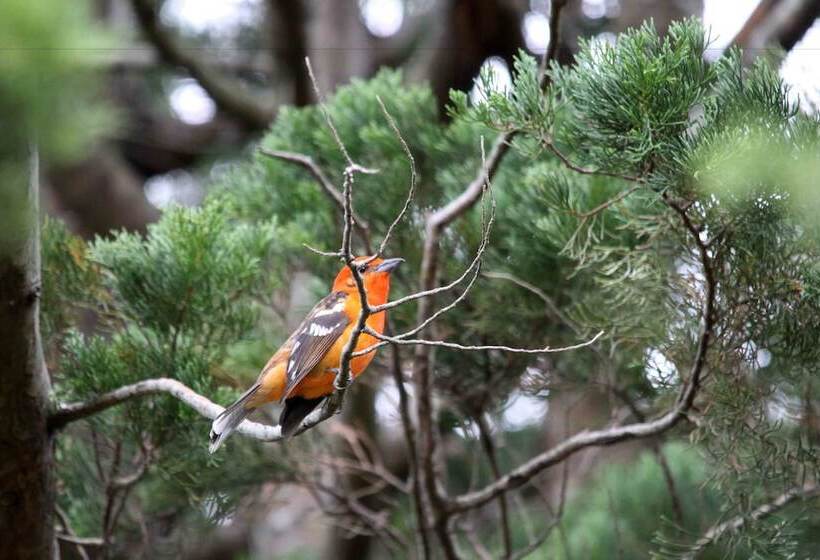 فندق Poas Volcano Lodge