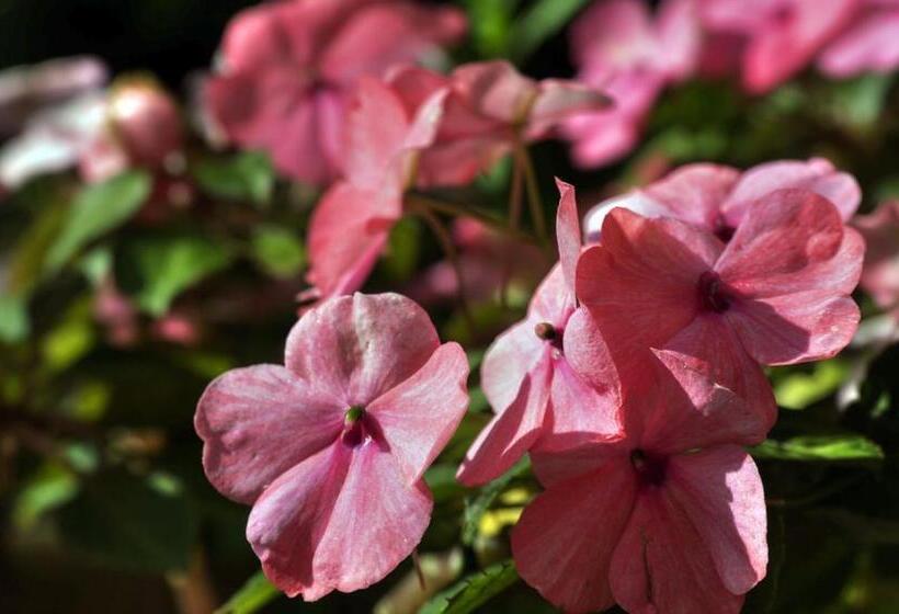 The Avalon Hotel In Catalina Island