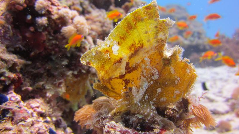 בית מלון כפרי Kena Beach