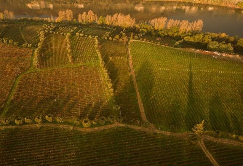 The Wine House Hotel   Quinta Da Pacheca