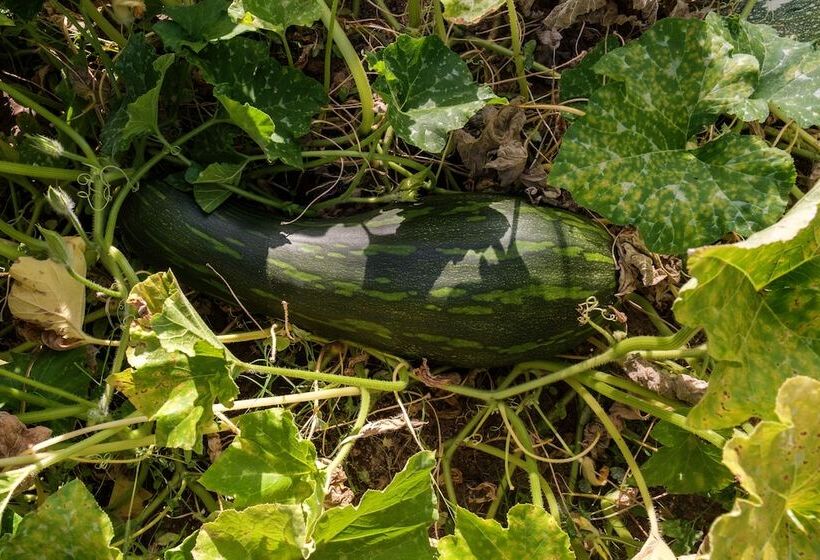 فندق Herdade Da Cortesia