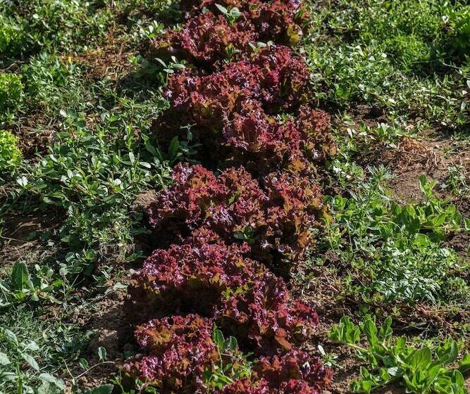 فندق Herdade Da Cortesia