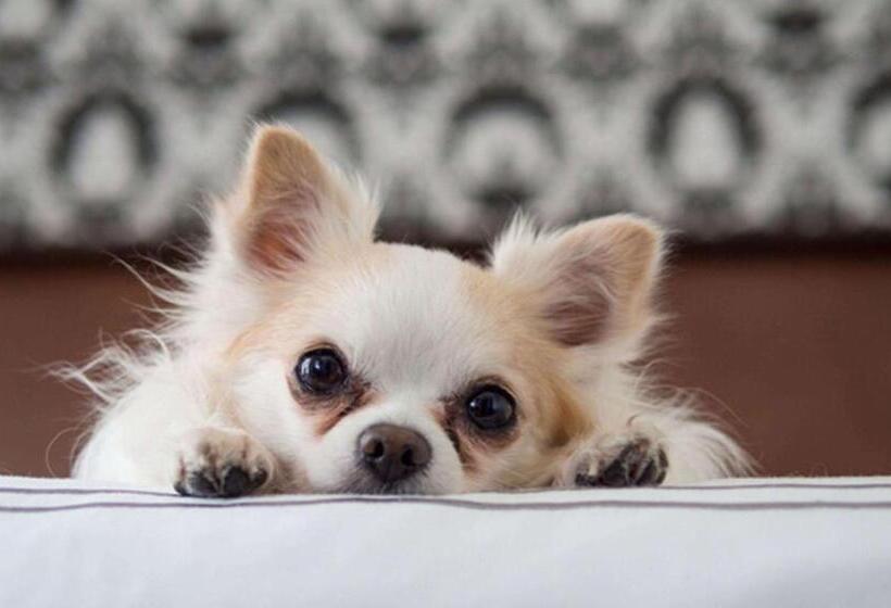 Motel Forrest Rockville