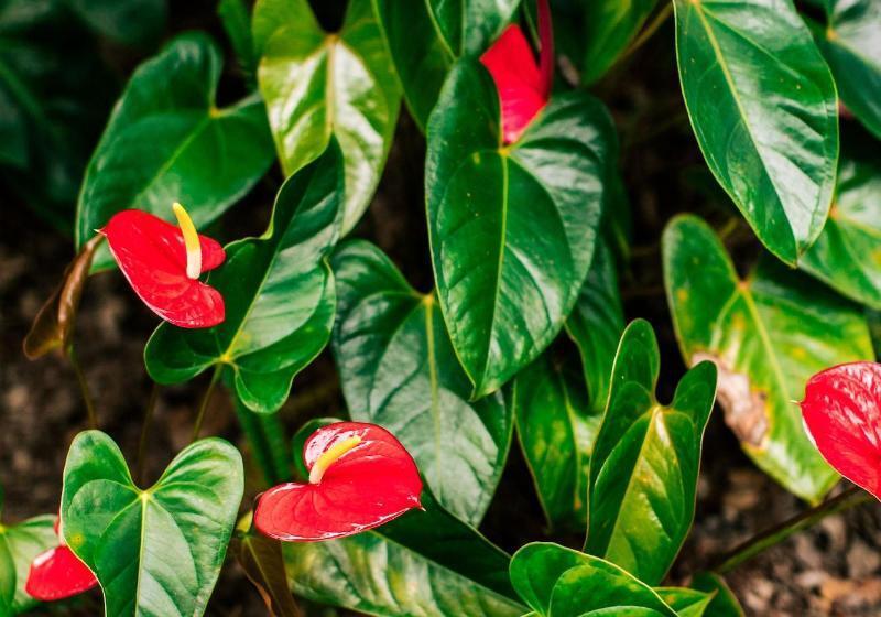 渡假胜地  Kilauea Lodge And Restaurant