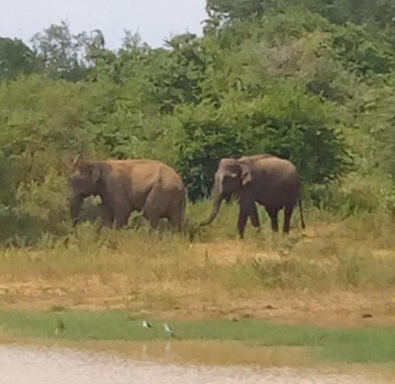 酒店 Coconut Island Yala