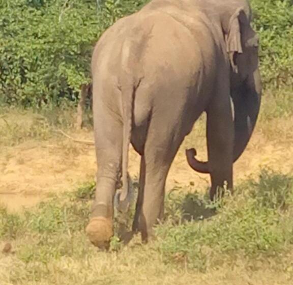 酒店 Coconut Island Yala