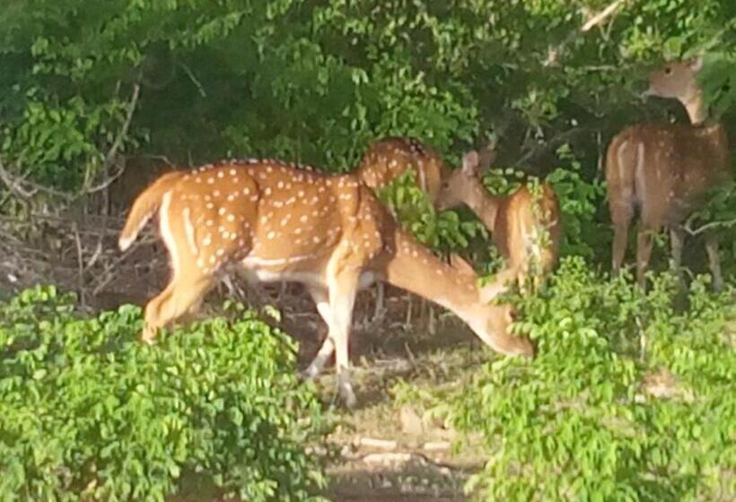 酒店 Coconut Island Yala