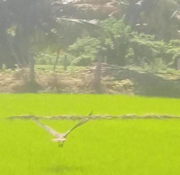 酒店 Coconut Island Yala