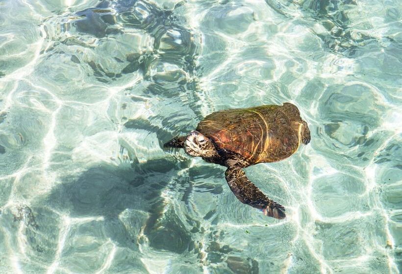 בית מלון כפרי Tupa