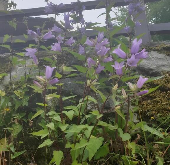 צימר Antica Casa Occitana