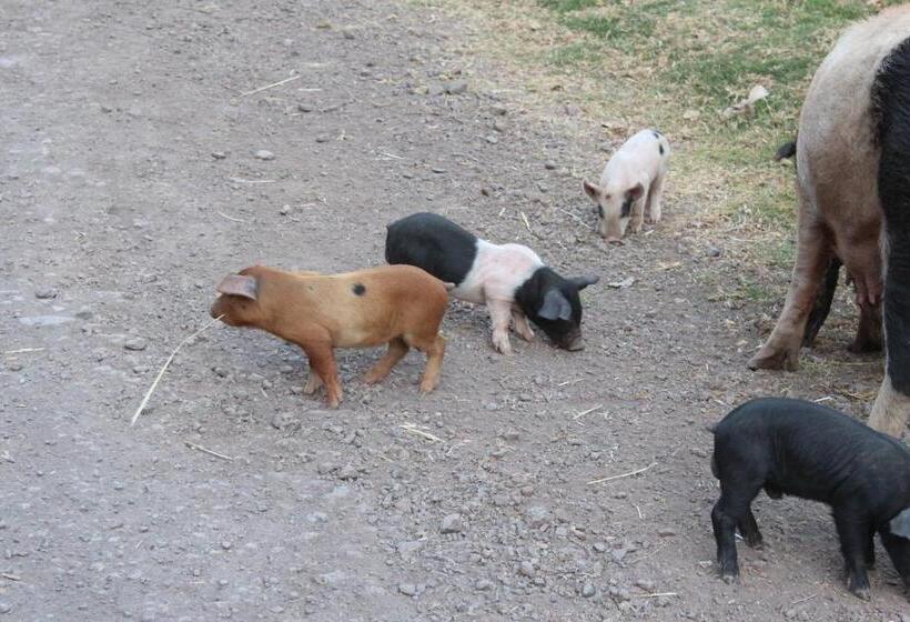 Отель Garden House Huerta