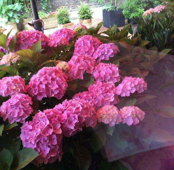 Отель Hôtel Le Cygne