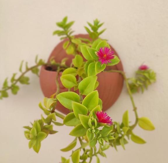 بنسيون Suítes De Ventto Em Popa   São Miguel Do Gostso
