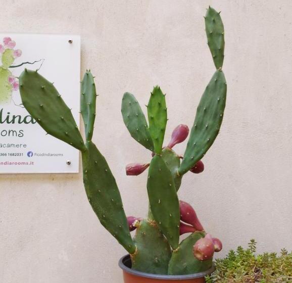 Пансион Ficodindia Rooms