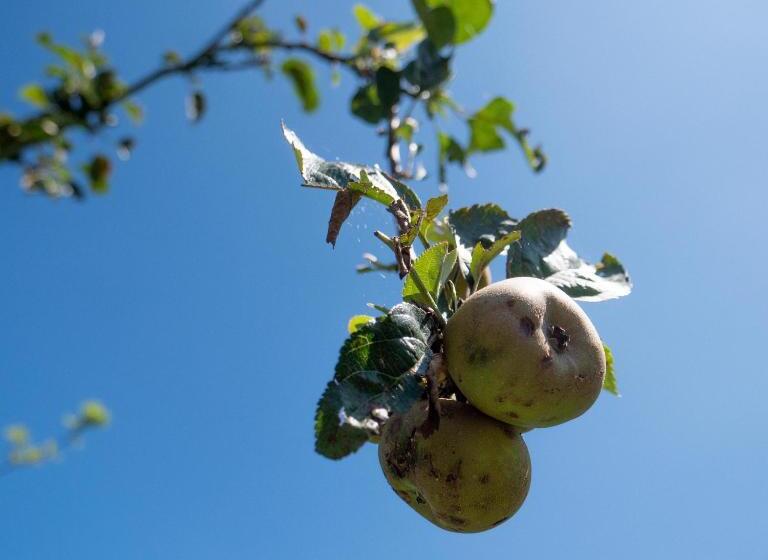 بنسيون Villa Enara