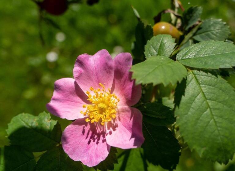 بنسيون Villa Enara