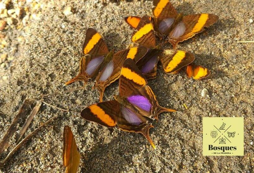 Отель Bosques De La Pradera