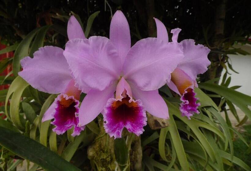 Отель Bosques De La Pradera