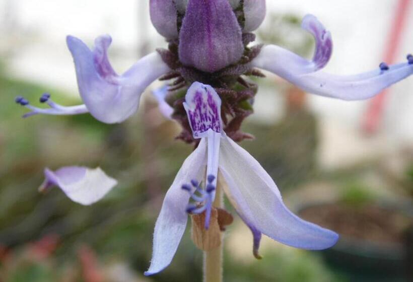 Отель Bosques De La Pradera