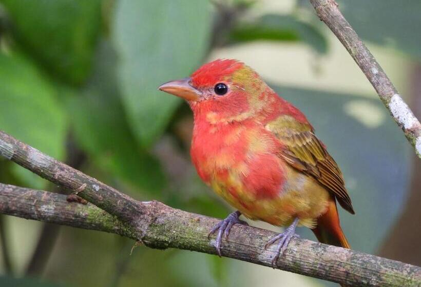 Отель Bosques De La Pradera