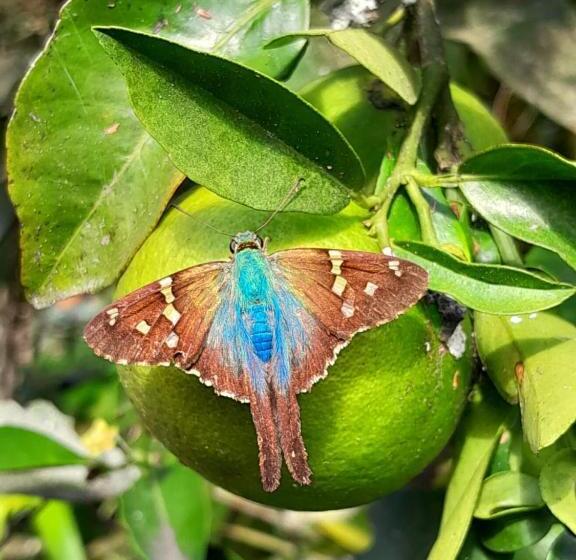 Отель Bosques De La Pradera