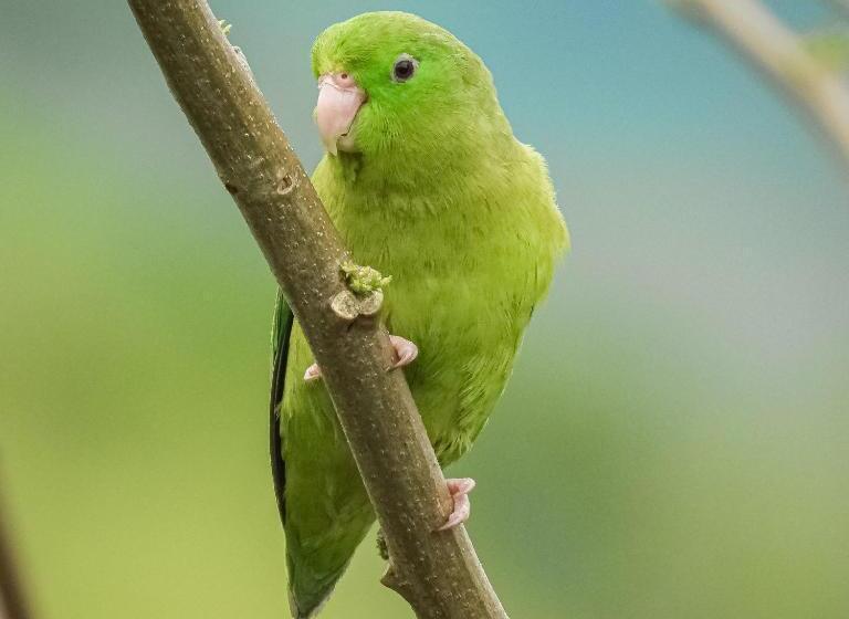 Отель Bosques De La Pradera