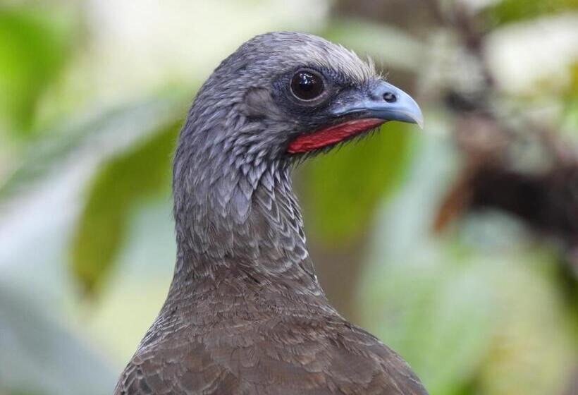 Отель Bosques De La Pradera