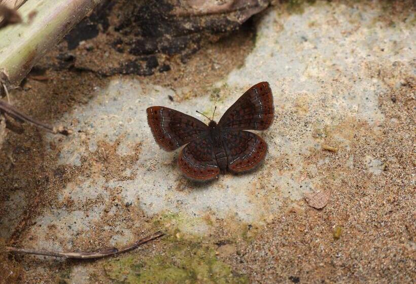 Отель Bosques De La Pradera