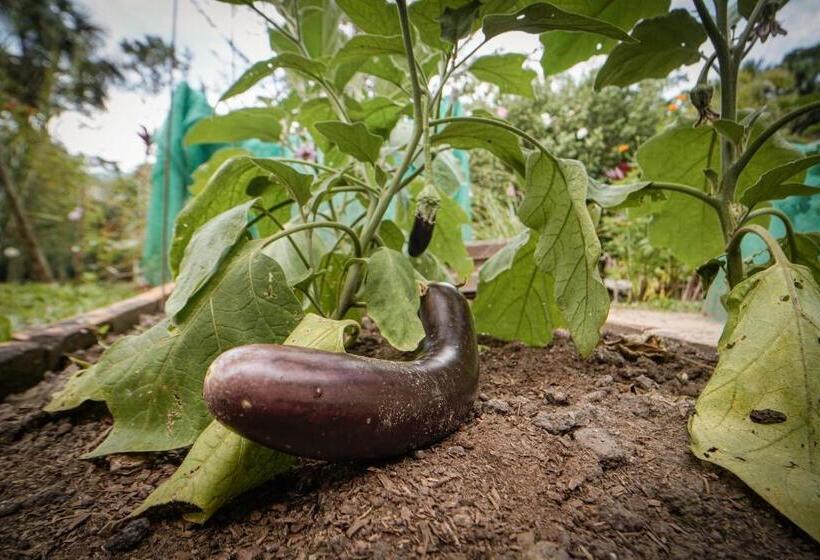 هتل Kantu Garden Lodge