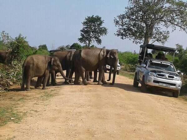 Pension Udawalawa Eco Lodge