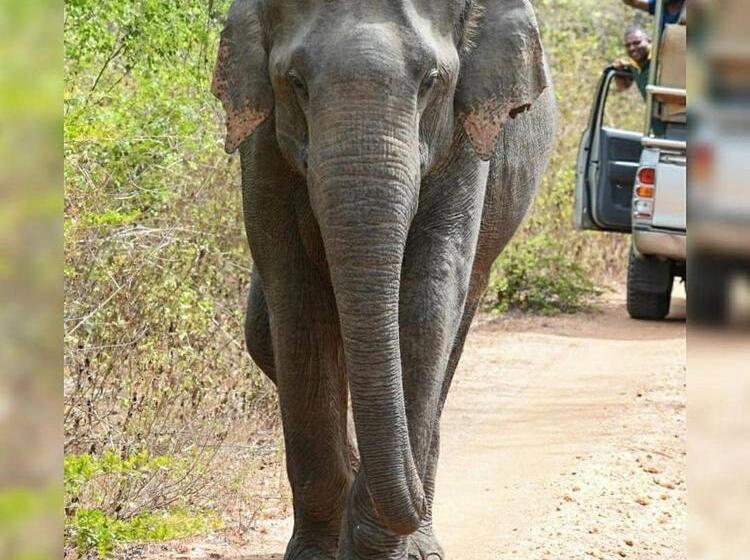 Pension Udawalawa Eco Lodge