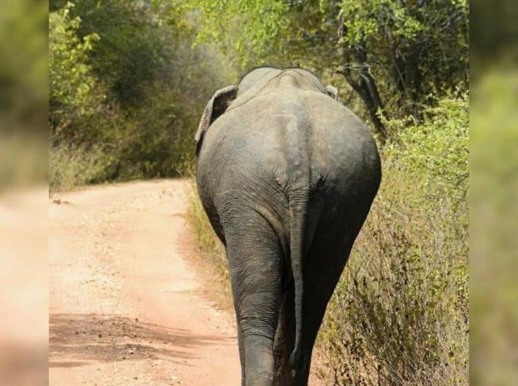 Pension Udawalawa Eco Lodge