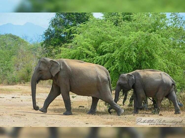 Pension Udawalawa Eco Lodge