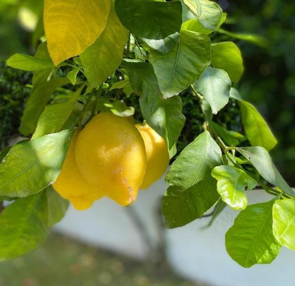 Villa Cecilia Bed And Breakfast