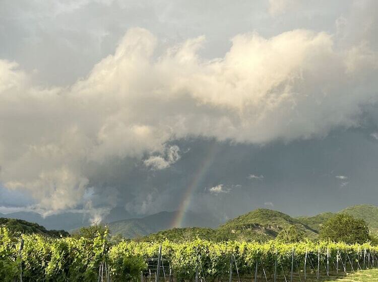 تختخواب و صبحانه Chubini Winery & Cabins