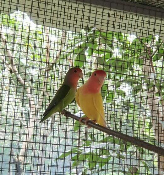 فندق Kudil Mud Cottages, Cheemeni