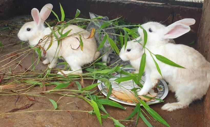 酒店 Kudil Mud Cottages, Cheemeni