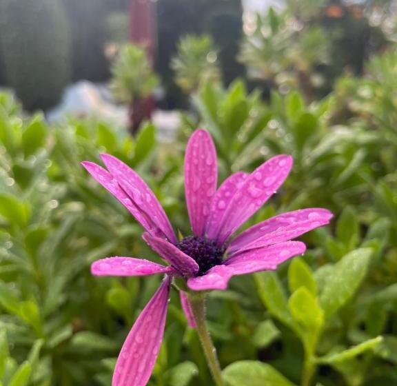 تختخواب و صبحانه Villa La Vida