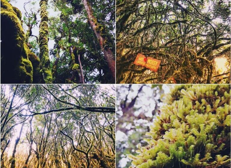 מלון כמוסות The Cocoon Capsule