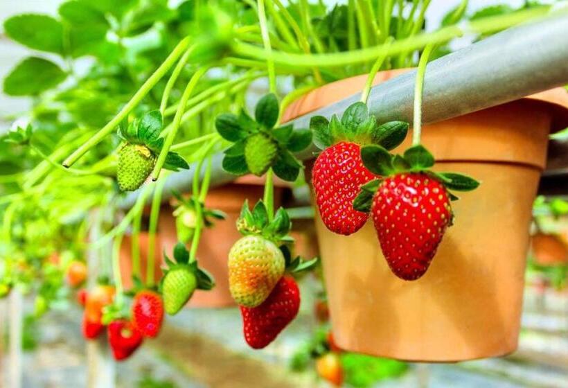 מלון כמוסות The Cocoon Capsule