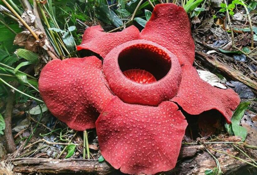 מלון כמוסות The Cocoon Capsule