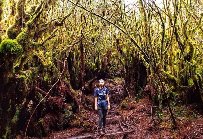 מלון כמוסות The Cocoon Capsule