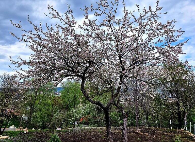 Hotel Provence Suceava