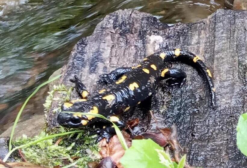 بنسيون Bat Kivska Hata