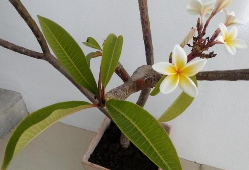 ペンション Casa Sol Y Luz   Casa Rural