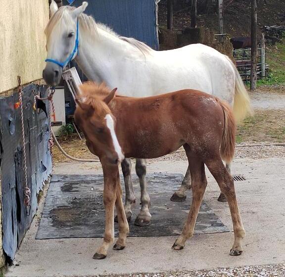 Пансион Le Stanze Della Terrazza Sul Borgo