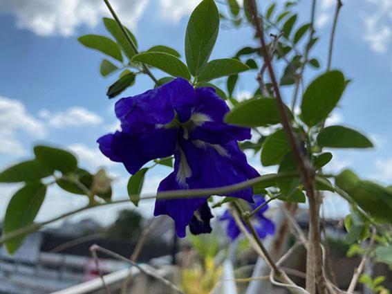 بنسيون Smile Guesthouse Krabi